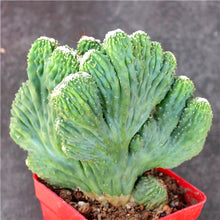 Load image into Gallery viewer, Rare Crested Cereus Peruvianus Monstrose, crested cactus, live plant
