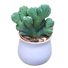 Load image into Gallery viewer, Rare Crested Cereus Peruvianus Monstrose, crested cactus, live plant