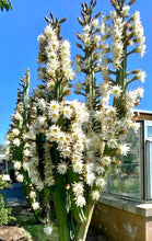 Load image into Gallery viewer, San Pedro, Echinopsis pachanois,Trichocereus Pachanoi, Cactus, Succulent, Live Plant