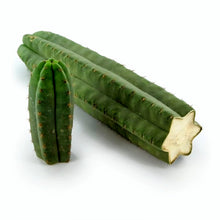 Load image into Gallery viewer, San Pedro, Echinopsis pachanois,Trichocereus Pachanoi, Cactus, Succulent, Live Plant