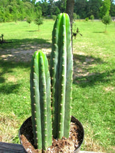 Load image into Gallery viewer, San Pedro, Echinopsis pachanois,Trichocereus Pachanoi, Cactus, Succulent, Live Plant