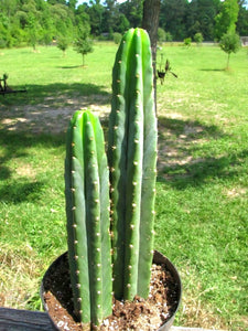 San Pedro, Echinopsis pachanois,Trichocereus Pachanoi, Cactus, Succulent, Live Plant