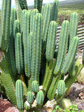 Load image into Gallery viewer, San Pedro, Echinopsis pachanois,Trichocereus Pachanoi, Cactus, Succulent, Live Plant
