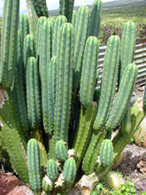 Load image into Gallery viewer, San Pedro, Echinopsis pachanois,Trichocereus Pachanoi, Cactus, Succulent, Live Plant