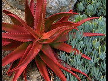Load image into Gallery viewer, Red Aloe (Aloe Cameronii), Cameron's Ruwari Aloe, live plant