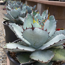 Load image into Gallery viewer, Agave titanota, Chalk agave, Asparagaceae