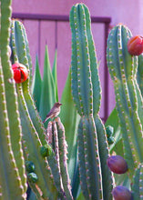 Load image into Gallery viewer, Peruvian Apple Cactus, Cereus Repandus, Cactus, Succulent, Live plant