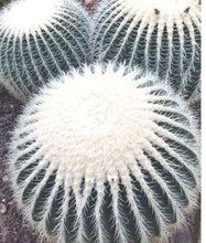 Load image into Gallery viewer, Silver Barrel Cactus, Echinocactus grusonii, Live Plant, cactus, succulent
