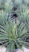 Load image into Gallery viewer, Black Widow Agave, Agave Schidigera