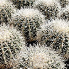 Load image into Gallery viewer, Silver Barrel Cactus, Echinocactus grusonii, Live Plant, cactus, succulent