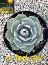 Load image into Gallery viewer, Artichoke Agave, Agave parryi var. truncata