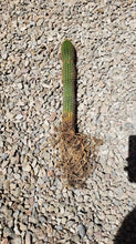 Load image into Gallery viewer, Golden Torch Cactus, Echinopsis Spachiana, Gold Torch, Cactus, Succulent, Live plant