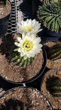 Load image into Gallery viewer, Trichocereus Grandiflorus Hybrid, Echinopsis Grandiflora, cactus flower, cactus, succulent, live plant