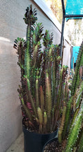 Load image into Gallery viewer, African Milk Tree – Euphorbia trigona Rubra or Green Live Succulent, Tall Cactus-Like Plant, Easy Indoor or Patio Grower