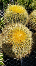 Load image into Gallery viewer, Golden Barrel Cactus – Echinocactus grusonii Live Succulent, Round Desert Cactus, Drought-Tolerant, Rare Landscape Plant