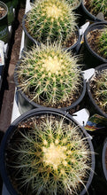 Load image into Gallery viewer, Golden Barrel Cactus – Echinocactus grusonii Live Succulent, Round Desert Cactus, Drought-Tolerant, Rare Landscape Plant
