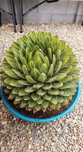 Load image into Gallery viewer, Agave Victoriae-Reginae – Queen Victoria Agave Live Succulent, Rare Compact Rosette, Drought-Tolerant Desert Plant
