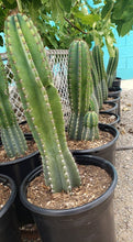 Load image into Gallery viewer, Peruvian Apple Cactus, Cereus Repandus, Cactus, Succulent, Live plant