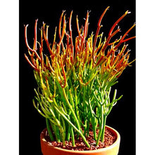 Load image into Gallery viewer, Firestick plant, pencil cactus, Euphorbia tirucalli, Firestick cactus, cactus, succulent