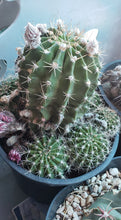 Load image into Gallery viewer, Easter Lilly Cactus, Echinopsis oxygona, cactus flower, cactus, succulent, live plant