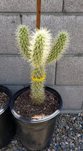 Load image into Gallery viewer, Teddy bear Cholla, Cylindropuntia Bigelovii, cactus, succulent, live plant