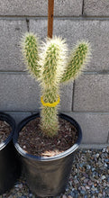 Load image into Gallery viewer, Teddy bear Cholla, Cylindropuntia Bigelovii, cactus, succulent, live plant
