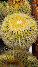 Load image into Gallery viewer, Golden Barrel Cactus – Echinocactus grusonii Live Succulent, Round Desert Cactus, Drought-Tolerant, Rare Landscape Plant