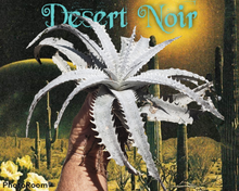 Load image into Gallery viewer, Grand Marnier Dyckia, lapostollei, White Dyckia, cactus, succulent, live plant