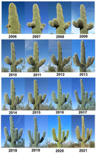 Load image into Gallery viewer, Giant Saguaro Cactus – Carnegiea gigantea Live Cactus Plant, Rare Columnar Succulent, Desert Totem, Drought-Tolerant