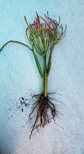 Load image into Gallery viewer, Firestick plant, pencil cactus, Euphorbia tirucalli, Firestick cactus, cactus, succulent