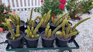 Golden Rat Tail Cactus, Hildewintera aureispina, Cleistocactus winteri, Succulent, Cactus, Live Plant