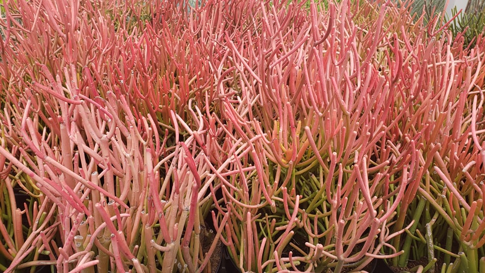 fire sticks pencil cactus euphorbia Firestick plant, pencil cactus, Euphorbia tirucalli, Firestick cactus, – Desert Noir