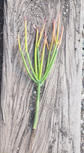 Load image into Gallery viewer, Firestick plant, pencil cactus, Euphorbia tirucalli, Firestick cactus, cactus, succulent
