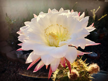 Load image into Gallery viewer, Argentine Giant Cactus – Echinopsis candicans Live Cactus Plant, Night Blooming White Flowers, Drought-Tolerant Landscape