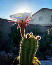 Load image into Gallery viewer, Argentine Giant Cactus – Echinopsis candicans Live Cactus Plant, Night Blooming White Flowers, Drought-Tolerant Landscape