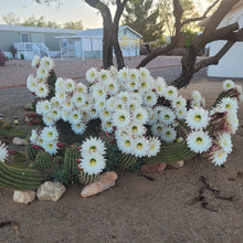 Load image into Gallery viewer, Argentine Giant Cactus – Echinopsis candicans Live Cactus Plant, Night Blooming White Flowers, Drought-Tolerant Landscape