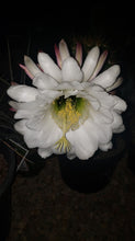 Load image into Gallery viewer, Argentine Giant Cactus – Echinopsis candicans Live Cactus Plant, Night Blooming White Flowers, Drought-Tolerant Landscape