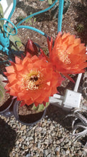 Load image into Gallery viewer, Trichocereus Grandiflorus Hybrid, Echinopsis Grandiflora, cactus flower, cactus, succulent, live plant