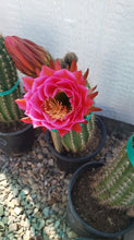 Load image into Gallery viewer, Trichocereus Grandiflorus Hybrid, Echinopsis Grandiflora, cactus flower, cactus, succulent, live plant