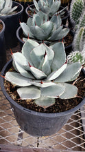 Load image into Gallery viewer, Artichoke Agave, Agave parryi var. truncata