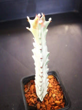 Load image into Gallery viewer, Euphorbia White Ghost – Euphorbia Lactea Live Succulent Cactus, Dragon Bones Tree, Grey Ghost, Candelabra Spurge Plant