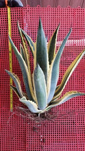 Load image into Gallery viewer, Agave Americana, Marginata, Variegated, Century Plant