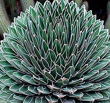 Load image into Gallery viewer, Queen Victoria Agave, Agave Victoriae Reginae
