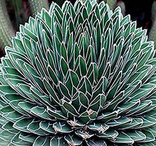 Load image into Gallery viewer, Agave Victoriae-Reginae – Queen Victoria Agave Live Succulent, Rare Compact Rosette, Drought-Tolerant Desert Plant