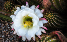 Load image into Gallery viewer, Argentine Giant Cactus – Echinopsis candicans Live Cactus Plant, Night Blooming White Flowers, Drought-Tolerant Landscape