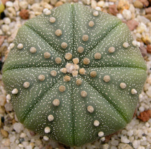 Load image into Gallery viewer, Astrophytum asterias cactus