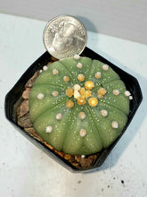 Load image into Gallery viewer, Astrophytum asterias cactus