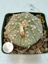 Load image into Gallery viewer, Astrophytum asterias cactus