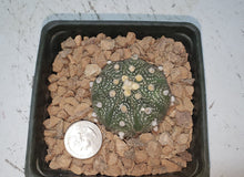 Load image into Gallery viewer, Astrophytum asterias cactus