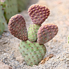 Load image into Gallery viewer, Baby Beaver Tails, Opuntia basilaris 'Caudata'
